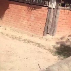 2013 September Elephant show