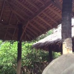 2013 September Thailand elephants koh samui