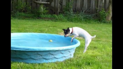 Le chien le plus entêté du monde!! Il veut sa balle... FAIL!!