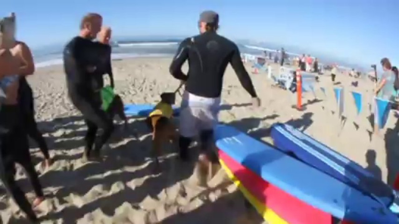 Perros con amor al mar se reunen en la quinta edición del Surf City Surf Dog