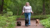 Dog Obedience Training School - The Online Dog Trainer