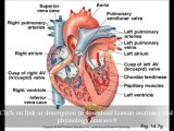 Human Anatomy And Physiology Marieb Ebook Download Latest Edition For Medical Studies