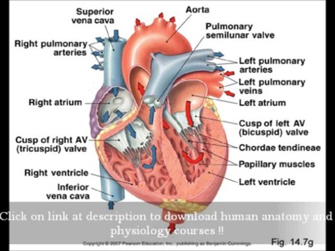 Human Anatomy And Physiology Marieb Ebook Download Latest Edition For Medical Studies
