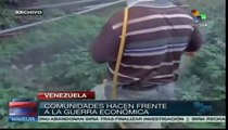 Comunas organizadas producen sus propios alimentos en Venezuela