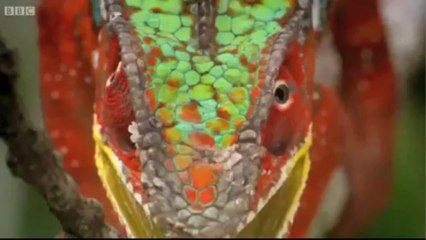 on backwards evolution