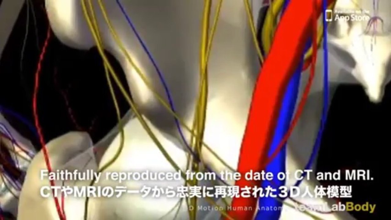 teamLabBody -3D Motion Human Anatomy-