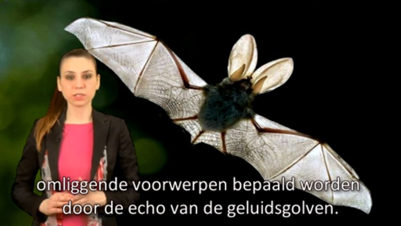 Het sonarsysteem van vleermuizen