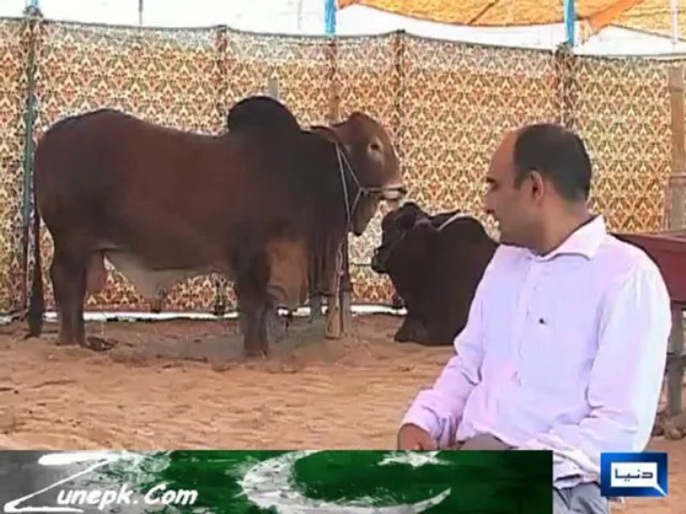 Expensive Foreign Animals for Eid-ul-Adha Zunepk.Com