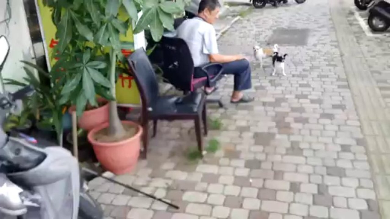Attacked by Street Dogs CAUGHT - ON CAMERA