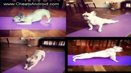 Yogify Hack [GOLD, DIAMONDS, STAMINA] [UPDATED] For France