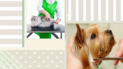 Dog & Cat Boarding & Day Care (917) 239-0797