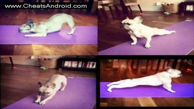 Yogify Hack 2013 No Survey 100% Working Mediafire Direct Link