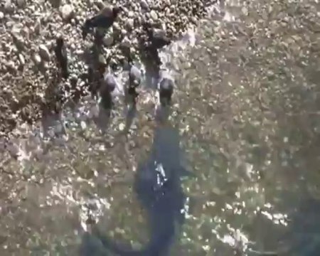 Les silures attaquent des pigeons