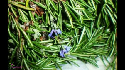 TRUE RELIGION Drifter Eau De Toilette Spray