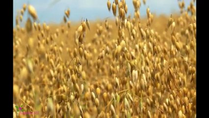 ALFAPARF Nutri Seduction Ultra Moist Shampoo