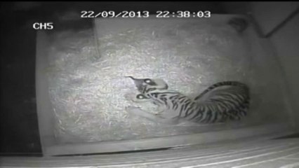 Première naissance d'un bébé tigre en 17 ans au zoo de Londres
