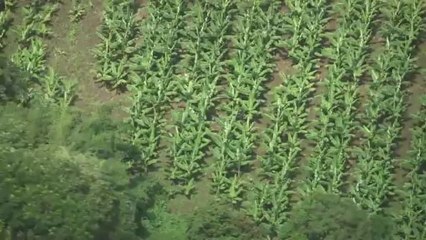 Ville de Basse-Pointe : Bananeraie