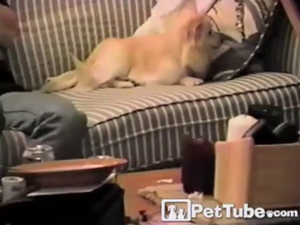 Sleepy Pup Hits the Pillow