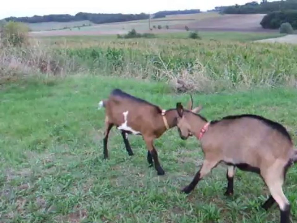 DSCF0215 Aglaë et Sidonie....