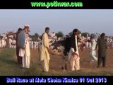 Bull Race Choha Khalsa
