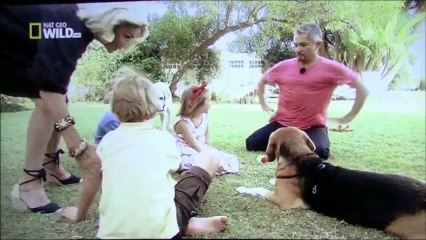 2-CM Aide pour un chien