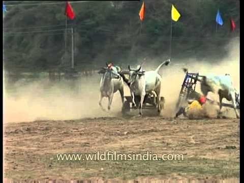Bullock cart race goes wrong: terrible crash drops the bulls and rider!