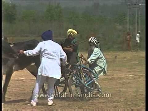 Bullock cart racing CRASH in Punjab!