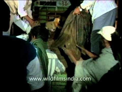 Truck loaded with dead bodies - Charkhi Dadri mid-air collision