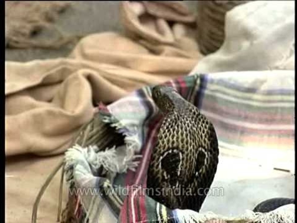 Snake charmer with his snakes !