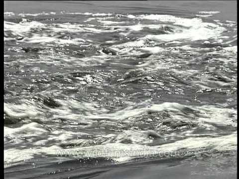 Polluted Yamuna River flowing below the Okhla Barrage