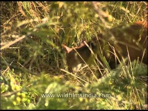 Sambar deer walking through the field-At Corbett National Park