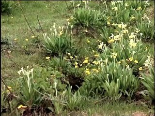 DVD 133 flora wildflowers 13 4