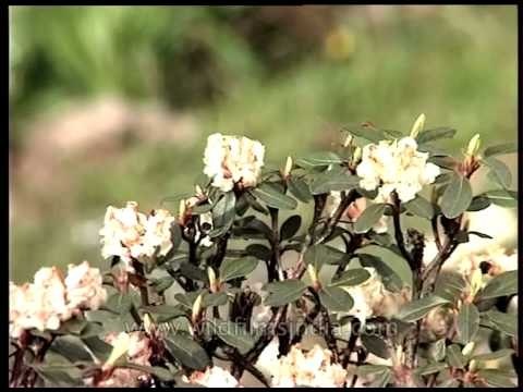 Aromatic Rhododendron anthopogon grows in the higher Himalaya