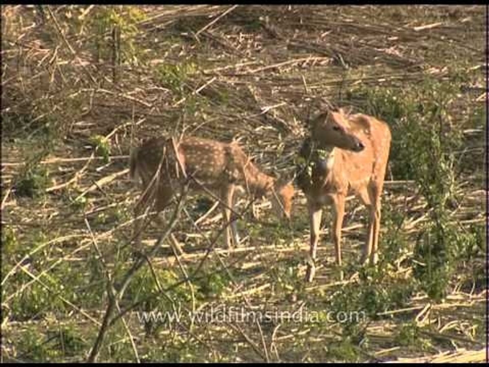Spotted deer grazing in the field-Jim Corbett National Park