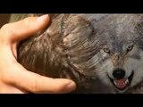 Wolf attack: teen nearly loses head in wolf bite