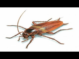 A million cockroaches escape from farm in China