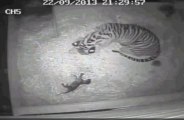 Un bébé tigre naît au zoo de Londres: une première en 17 ans