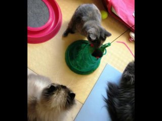 Loona s'amuse, Loona joue ...Loona est heureuse