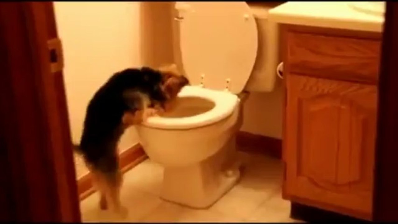 Dog Really Hates Toilet Flush - More Videos at Fully :)(: Silly