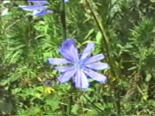 La putain de mauvaise herbe