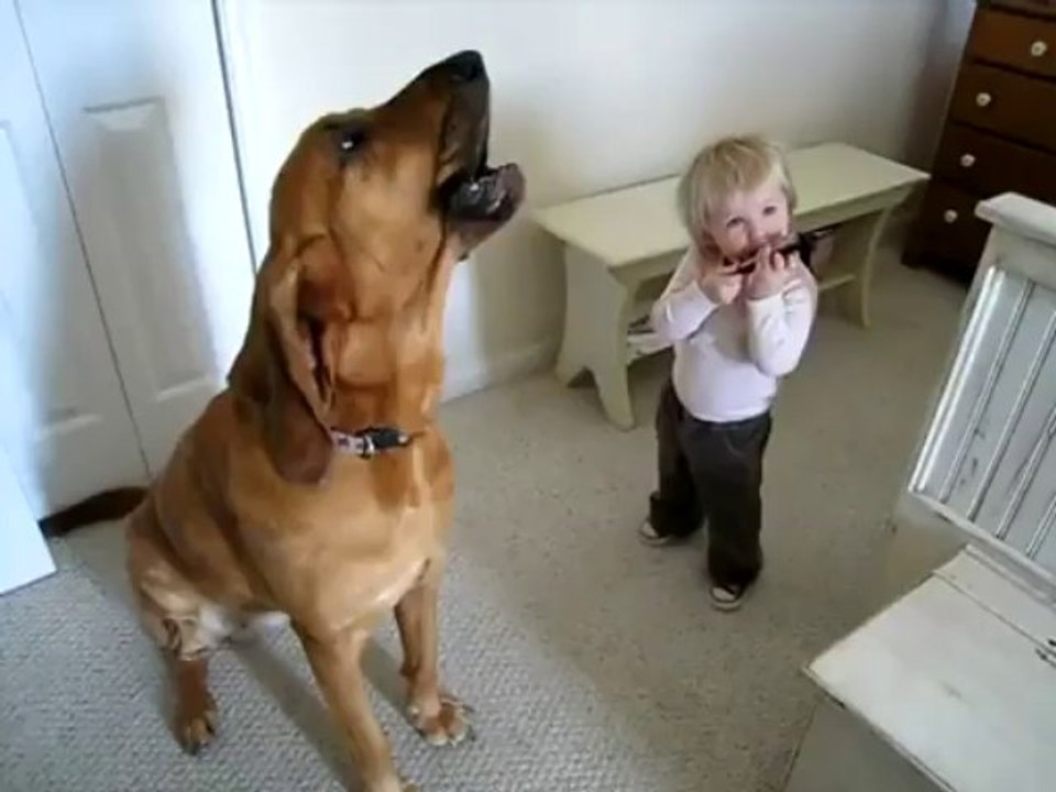 Baby And Dog Start Blues Band - Funny Videos at Fully :)(: Silly