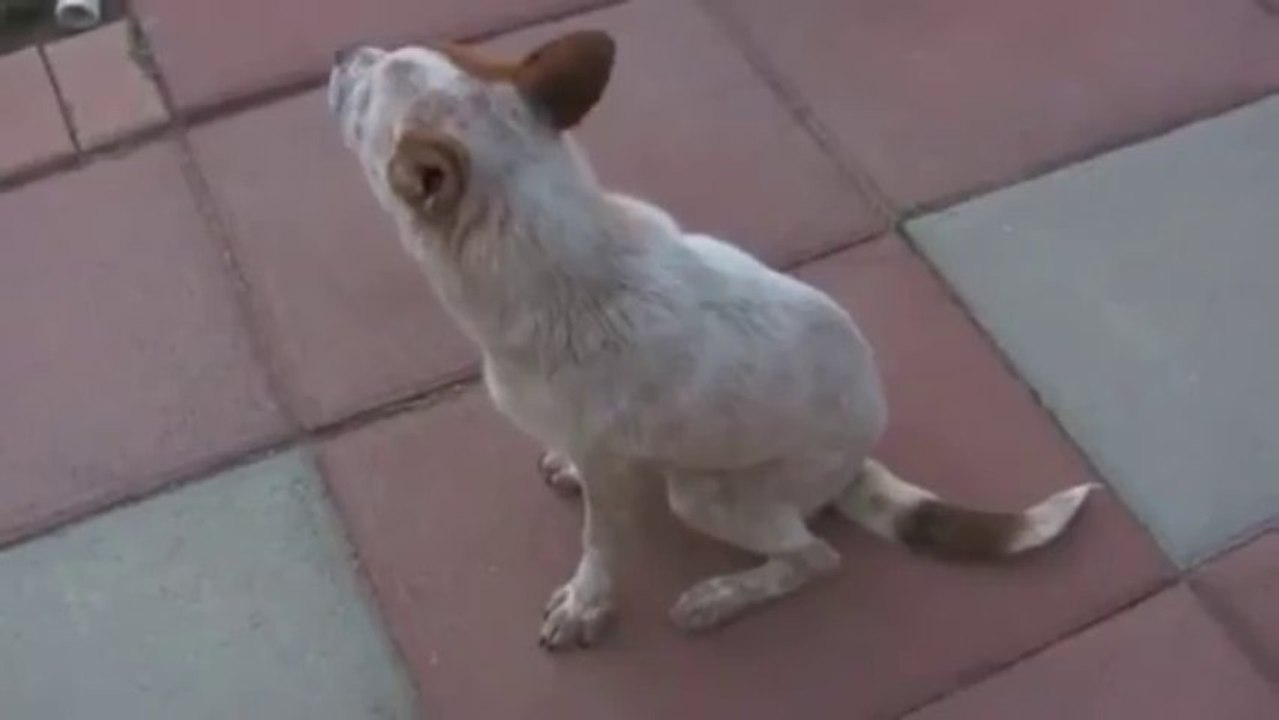 Cute Dog Confused By Fart Machine - Funny Videos at Fully :)(: Silly