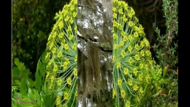 DAVIDOFF Champion Eau De Toilette Spray