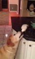 Bird Feeds Dog Noodles - Funny Videos at Fully :)(: Silly