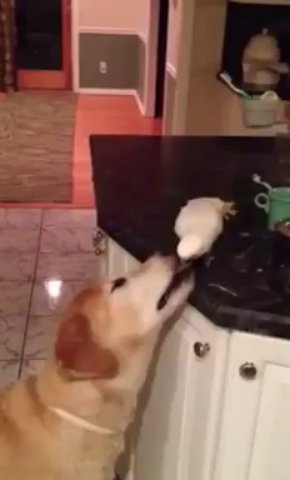 ⁣Bird Feeds Dog Noodles - Funny Videos at Fully :)(: Silly