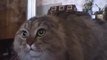 Talking Cat - Funny Videos at Fully :)(: Silly