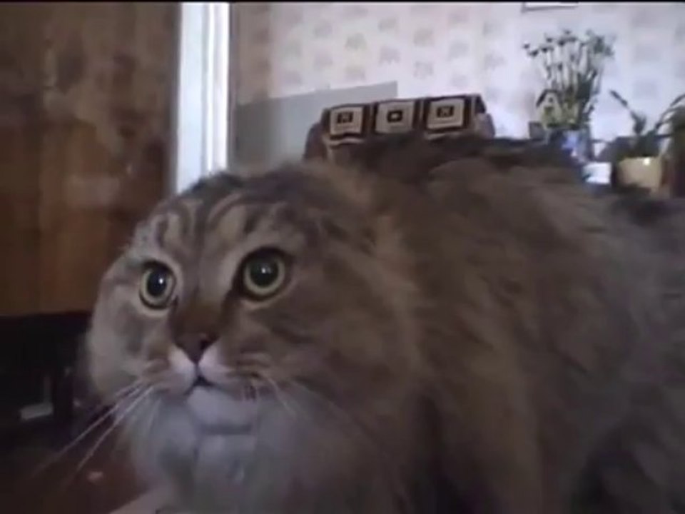 Talking Cat - Funny Videos at Fully :)(: Silly