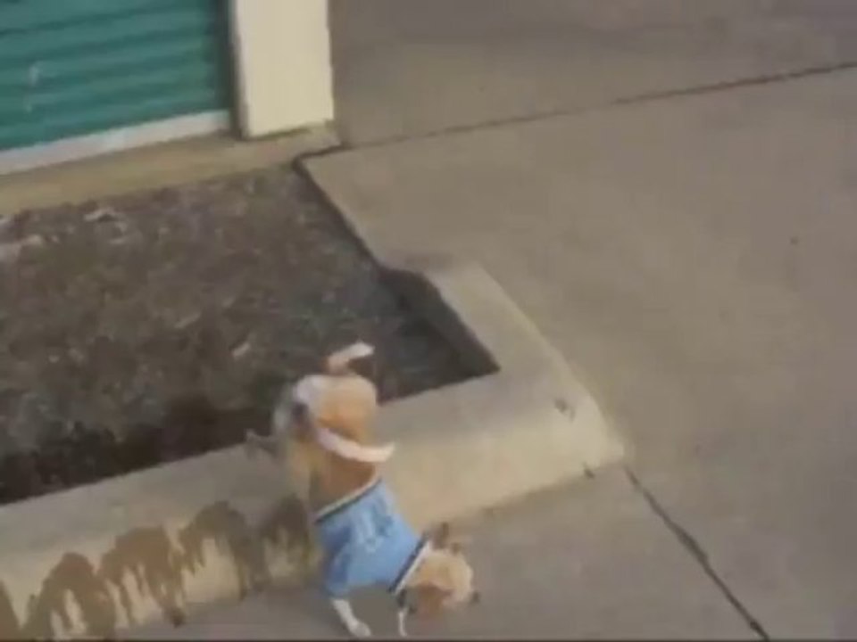 The Amazing Peeing Dog - Funny Videos at Fully :)(: Silly