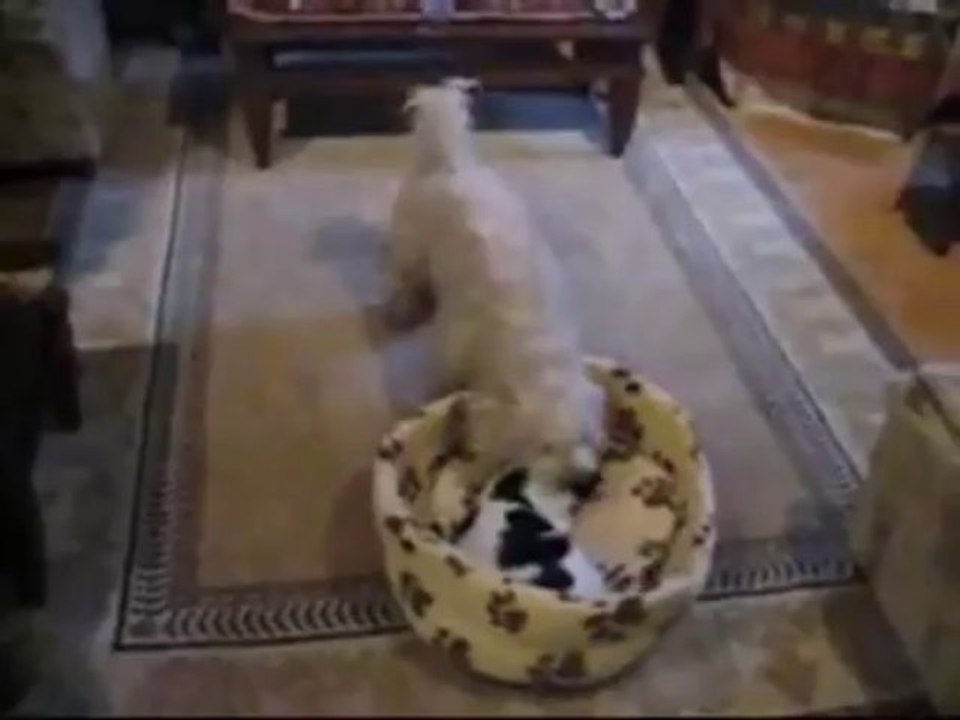 Cat And Dog Fight For A Bed - Funny Videos at Fully :)(: Silly