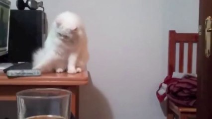 This Cat Hates Everything - Funny Videos at Fully :)(: Silly